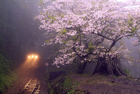 Sakura Taiwan