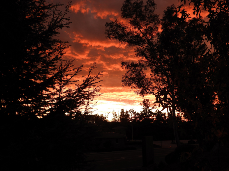Beautiful orange sunset surrounded by trees and eclipsed by slight overcast